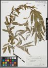 Foto von Salix alba L.